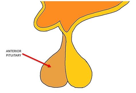 Anterior pituitary - definition