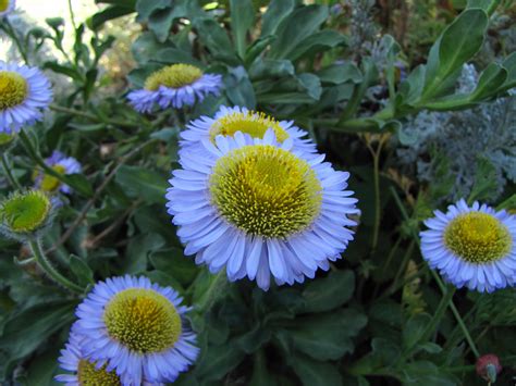 Эригерон Посадка И Уход Фото – Telegraph