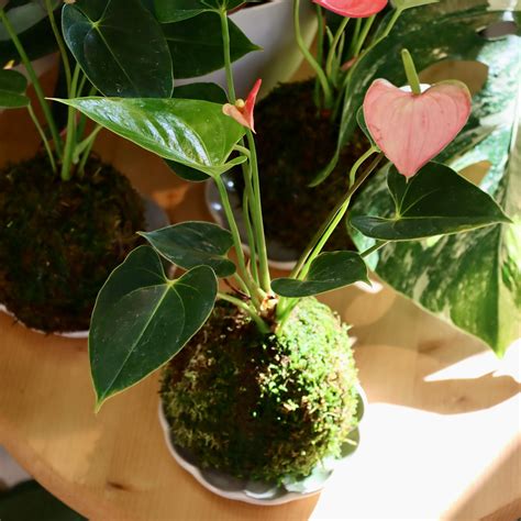 Mari's Gardens – Mari's Gardens