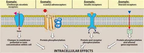 Biochemistry Ii Module Of The Mcat Self Prep Ecourse Lesson