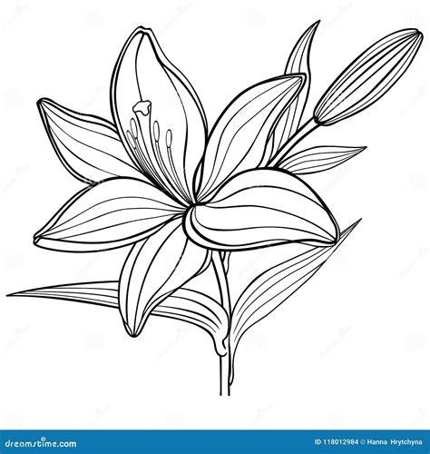 Dibujo De Lirio Para Colorear Dibujos Para Colorear Imprimir Gratis