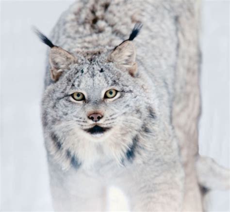 Рысь - виды, особенности, повадки, описание, внешний вид и интересные факты