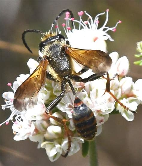 narrow waisted wasp isodontia elegans bugguidenet