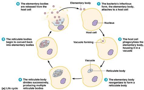 Chlamydia Trachomatis Life Cycle