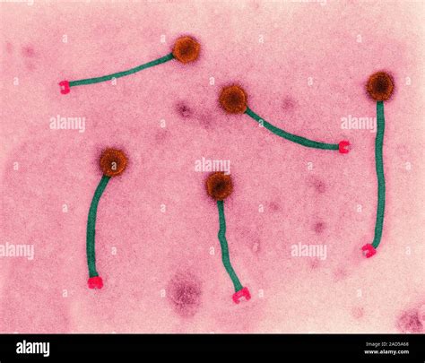 Bacteriophage Dna Virus Of Listeria Sp Coloured Transmission