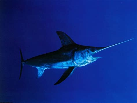 Swordfish wallpaper | 1400x1050 | #59154