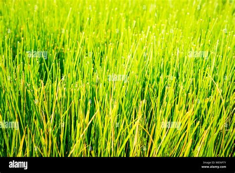 Green Yellow Grass Background At A Plant Nursery Stock Photo Alamy