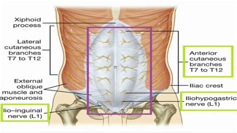 Anterior Abdominal Wall Anatomy Skin Youtube