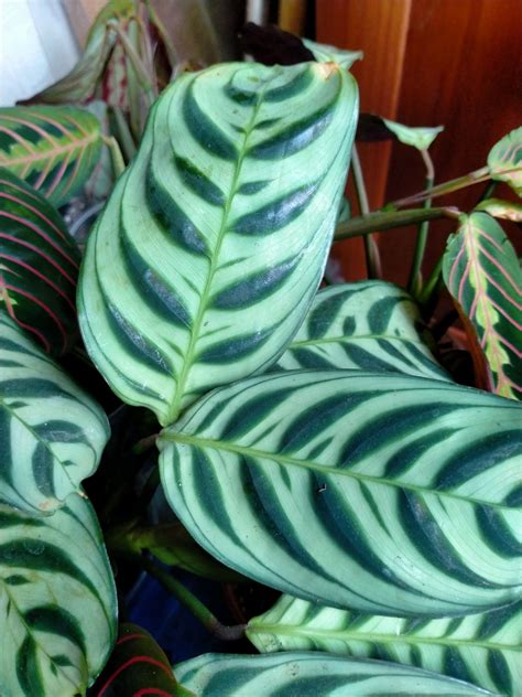 Калатея Бурле-Марксі: 70 грн. - Кімнатні рослини Кропивницький на Olx