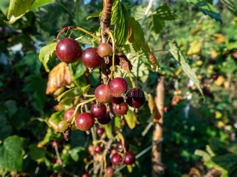 Unripe Blackcurrants Ribes Nigrum On The Branch Between Green Leaves In