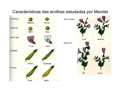 Pq Mendel Escolheu As Ervilhas - Ao Realizar Seus Experimentos Com Ervilhas Mendel Cruzou Plantas - RETOEDU