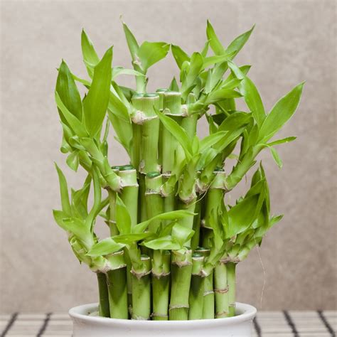 Bambu Da Sorte Como Cuidar Aprenda Tudo Sobre Essa Planta