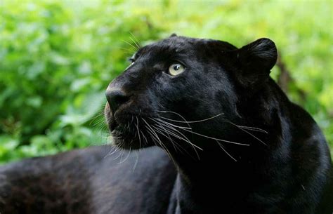 50 Surprising Black Panther Facts For Kids (2024) - Milwaukee With Kids