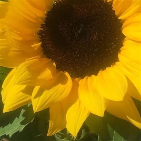 Amateur Wank Floppy Foreskin And Slit Play Small Cock British Gay Porn XHamster