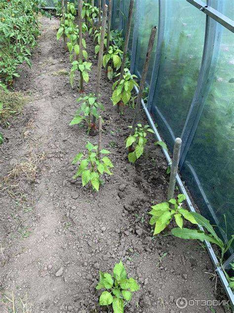 Агрикола для томатов, перцев, баклажан