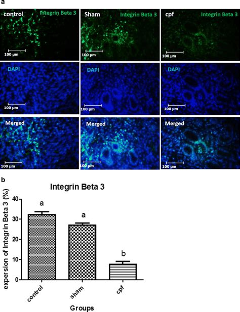 Representative Immunohistochemical Expression Of Integrin Subunit