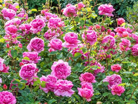 Роза Принцесса Александра Оф Кент - Розы Девид Остин - Розы - Растения ...