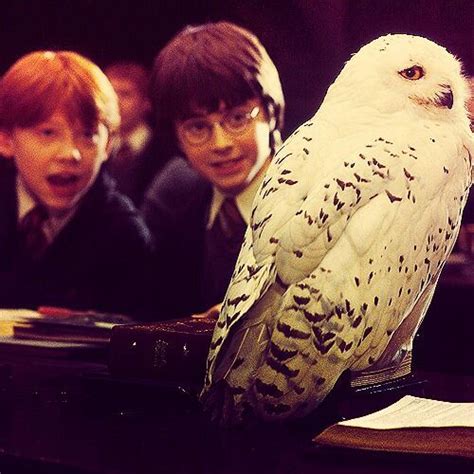 Hedwig Wiki Harry Potter Amino