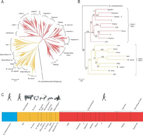 Evolutionary Relationships Of The Mycobacterium Tuberculosis Complex Download Scientific