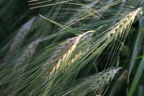Сноп (много фото) - treepics.ru