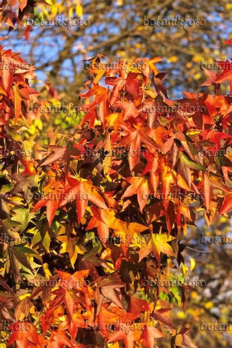 Image American Sweetgum Liquidambar Styraciflua 371001 Images Of