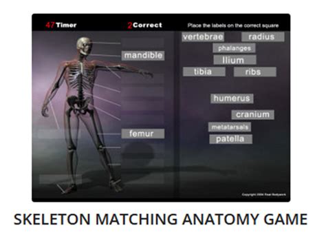 Skeletal