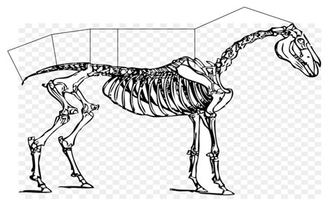 Diagram Of Equine Anatomy Axial Skeleton Quizlet