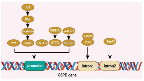 Life Free Full Text The Multiple Roles Of Glucose 6 Phosphate