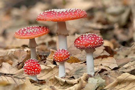 Five Red Mushrooms Fungi Stock Image Image Of Four Five