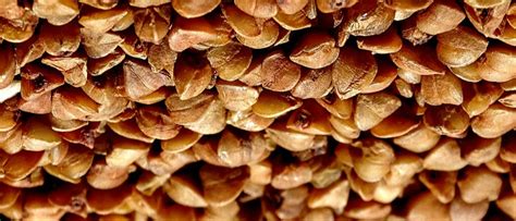 Гречневая подушка: польза или вред? Мнение специалиста