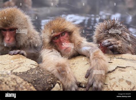 Snow Monkey In Hot Spring Jigokudani Nagano Japan Stock Photo Alamy