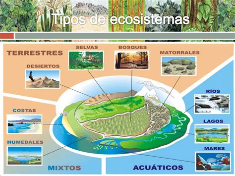 Trabajo Ecosistemas D Ppt Descarga Gratuita