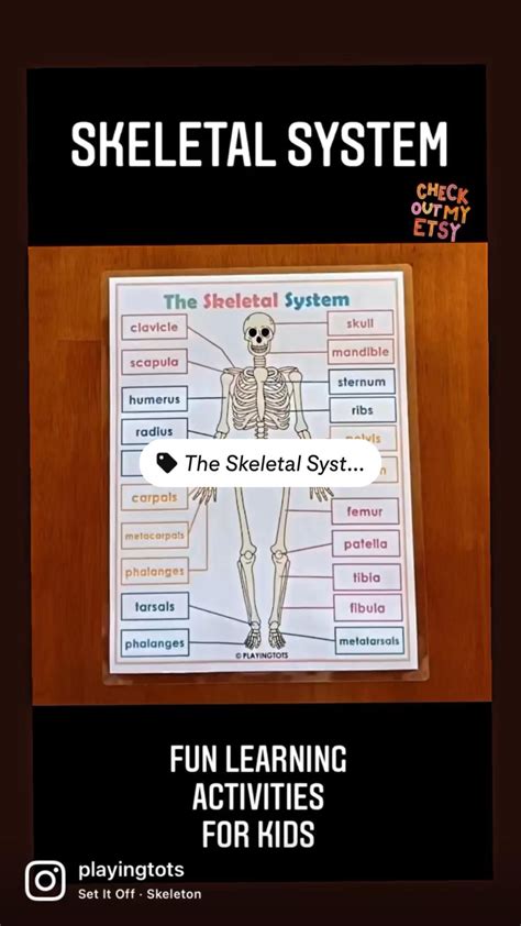 Skeletal System Activities For Kids Human Anatomy Artofit