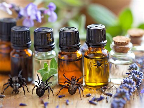 What Essential Oils Get Rid Of Spiders Oil Therapy Central
