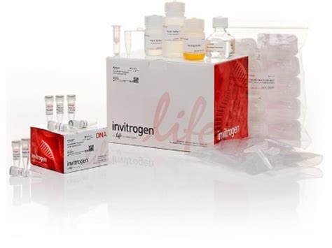 Invitrogen GeneArt Precision gRNA Synthesis Kit 25 reactions:Life Sciences | Fisher Scientific