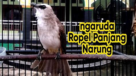 Trucukan Gacor Ropel Panjang Emosi Ngaruda Ini Ampuh Buat Pancingan Dan