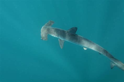 The Largest Hammerhead Shark Ever Caught In North Carolina Was As Big