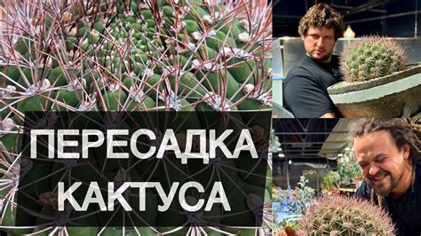 КАК ПЕРЕСАДИТЬ БОЛЬШОЙ КОЛЮЧИЙ КАКТУС ПРАВИЛЬНО, БЫСТРО, БЕЗОПАСНО ...