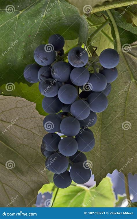 O Grupo Fresco De Uvas Pretas Maduras Frutifica Na Videira Para O Vinho