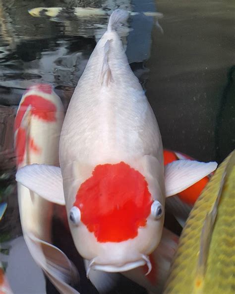 Warna Ikan Koi Yang Bagus Dan Mahal Ide Perpaduan Warna