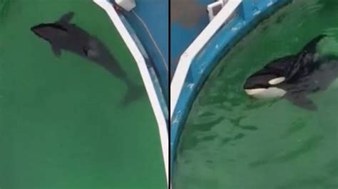 Sad video shows Seaquarium animals repeating exact same movements all day long – Psychology Life