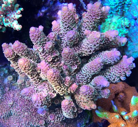 Acropora spathulata orange - CommunityCorals