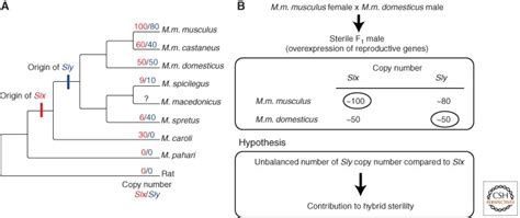 Sex Chromosome Drive Abstract Europe PMC