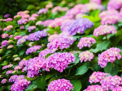 Details 100 Imagen Hortensias Rosas Abzlocal Mx