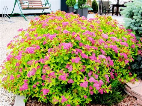 Спирея японская “Мэджик Карпет” | Монолит