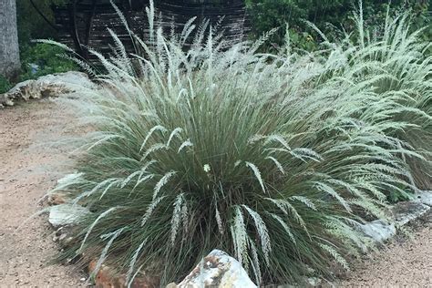 Muhlenbergia Capillaris White Cloud