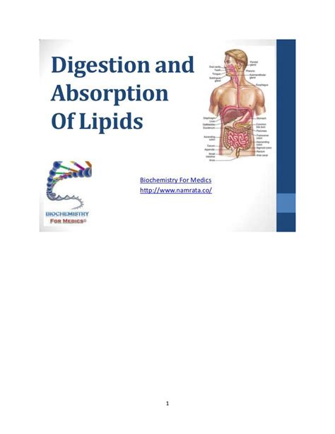 Solution Digestion And Absorption Of Lipids Studypool