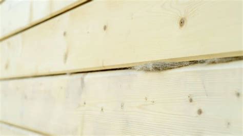 Effective Strategies for Eliminating Wood Bugs from Your Home Naturally - Hunter Games Magazine