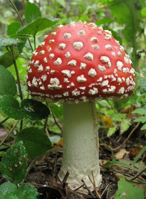 Amanita muscaria - Мухомор красный | Грибы, Растения, Природа