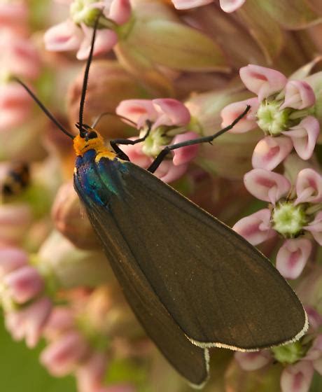 Beautiful Moth Ctenucha Virginica Bugguide Net